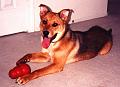 madison with kong